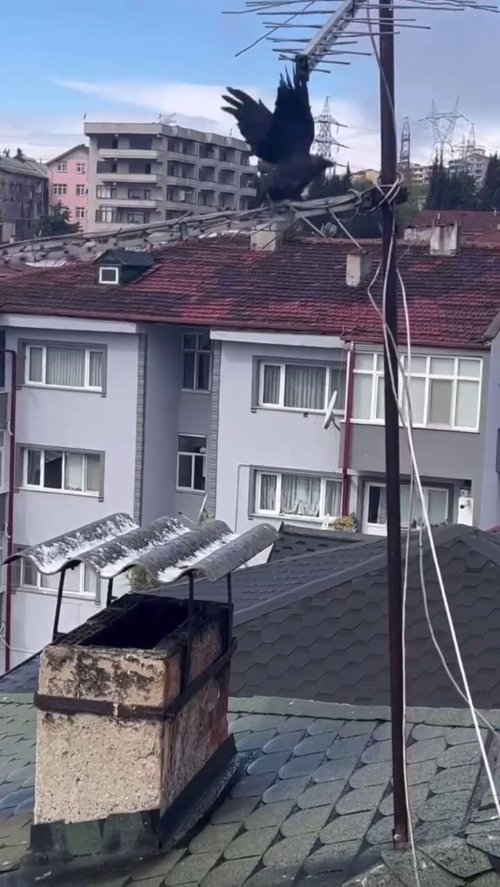 Sakarya’nın Erenler ilçesinde binanın çatısındaki antene sıkışan karga, itfaiye ekiplerinin