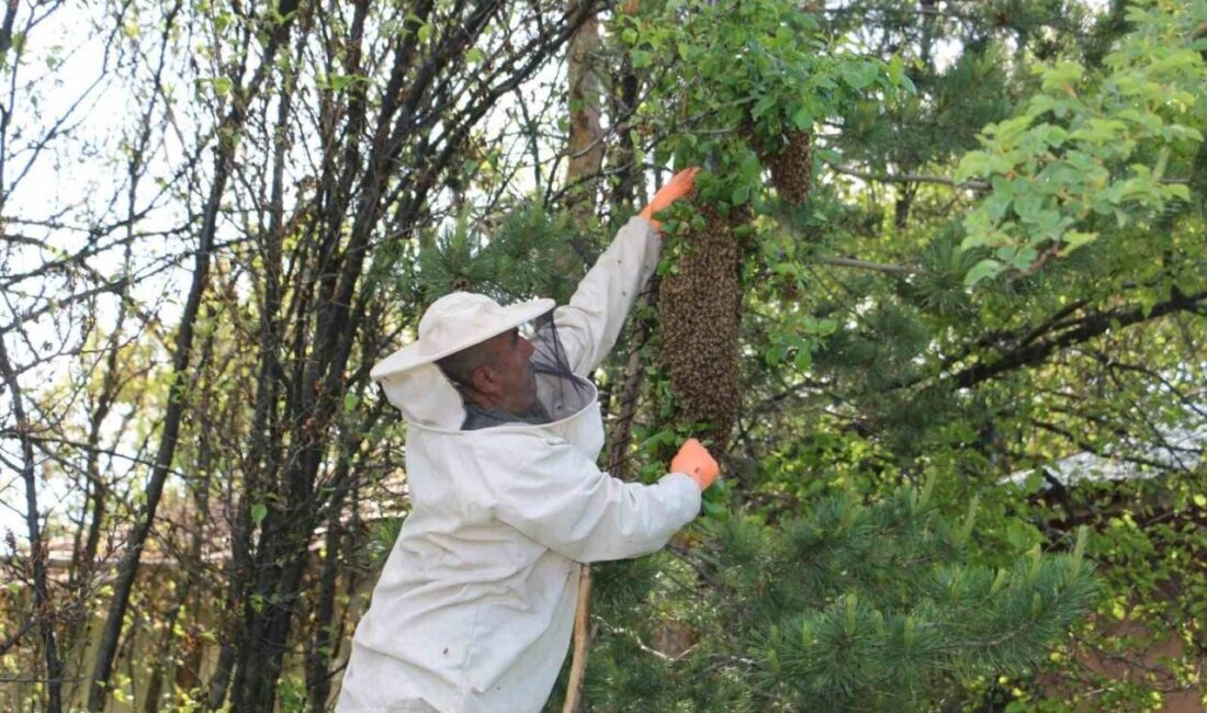 Erzincan’da Mayıs ayının sonlarına yaklaştığımız bugünlerde arı kolonilerinde oğul verme