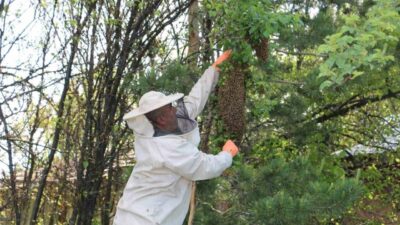 Erzincan’da Mayıs ayının sonlarına yaklaştığımız bugünlerde arı kolonilerinde oğul verme