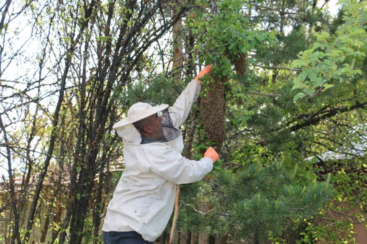 Erzincan’da Mayıs ayının sonlarına yaklaştığımız bugünlerde arı kolonilerinde oğul verme