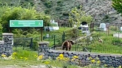 GÜMÜŞHANE (İHA) – Gümüşhane’de son dönemde sık sık vatandaşların yaşam
