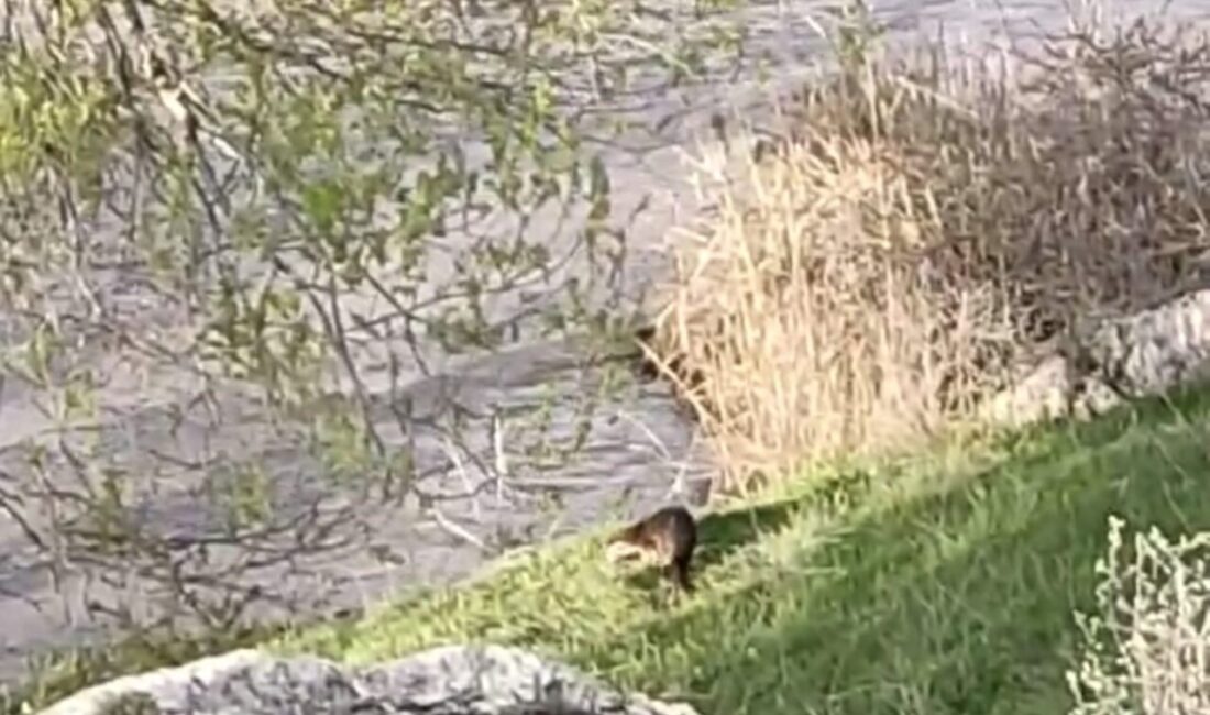 Nesli tehlike altındaki su samuru Erzurum’un Aşkale ilçesinde nehirde balık