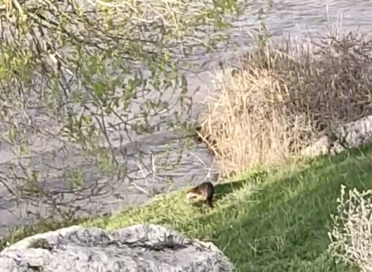 Nesli tehlike altındaki su samuru Erzurum’un Aşkale ilçesinde nehirde balık