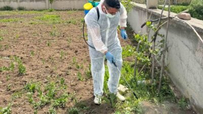 Aydıntepe İlçe Tarım ve Orman Müdürlüğünce, ilçede yabancı ot mücadelesi