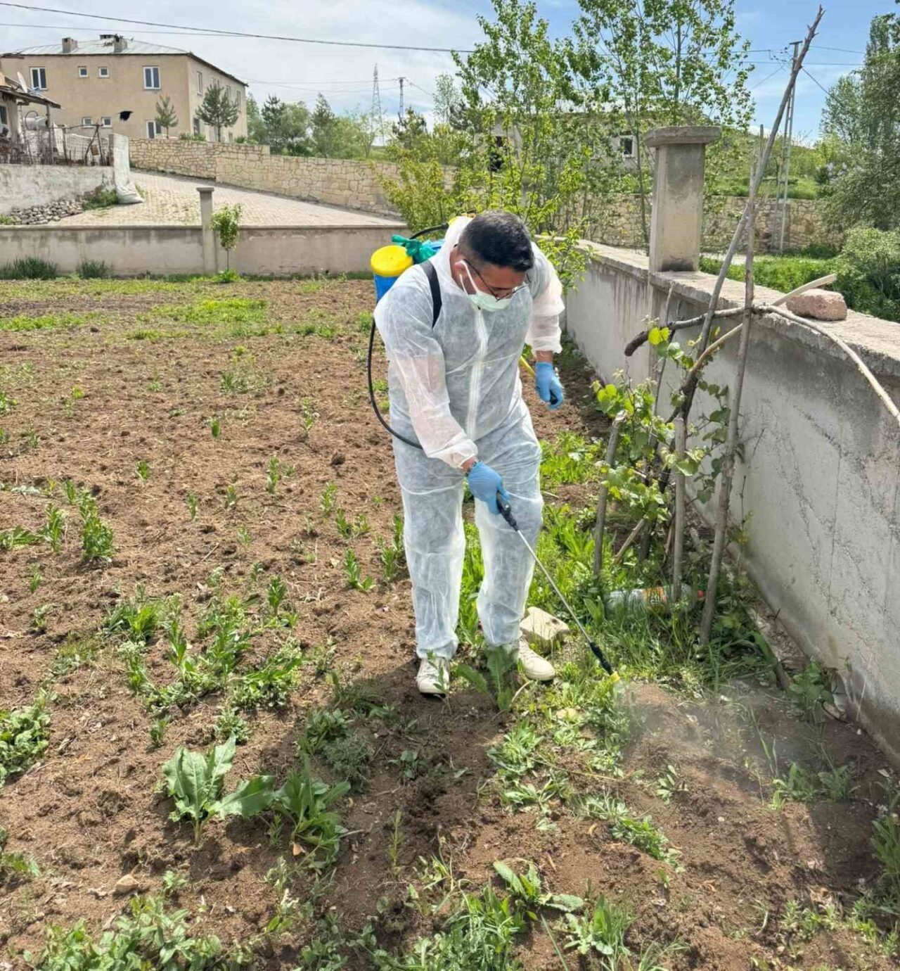 Aydıntepe İlçe Tarım ve Orman Müdürlüğünce, ilçede yabancı ot mücadelesi