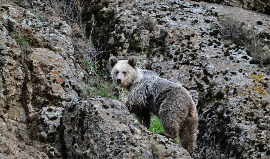 Tunceli’nin Pülümür ilçesinde ayı saldırısına uğrayan vatandaş, köpekler sayesinde kurtuldu.