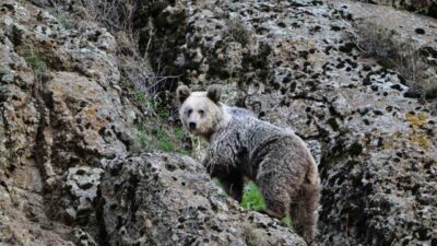 Tunceli’nin Pülümür ilçesinde ayı saldırısına uğrayan vatandaş, köpekler sayesinde kurtuldu.