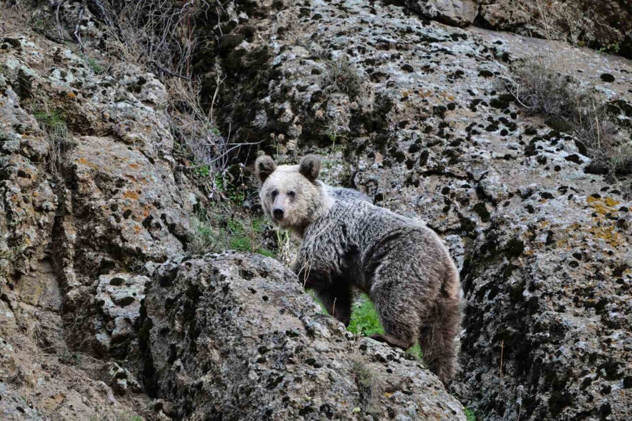 Tunceli’nin Pülümür ilçesinde ayı saldırısına uğrayan vatandaş, köpekler sayesinde kurtuldu.