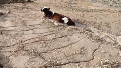 İnşaat firmasının Kop köyüne döktüğü asitli beton yığınına, kurbanlık bir