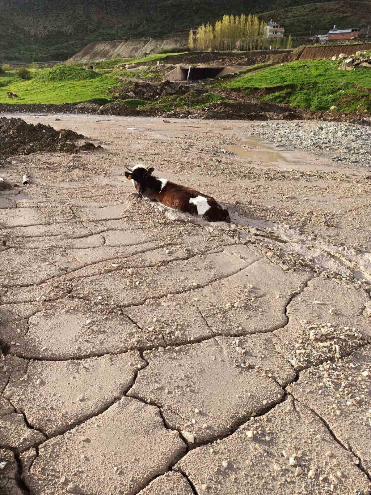 İnşaat firmasının Kop köyüne döktüğü asitli beton yığınına, kurbanlık bir