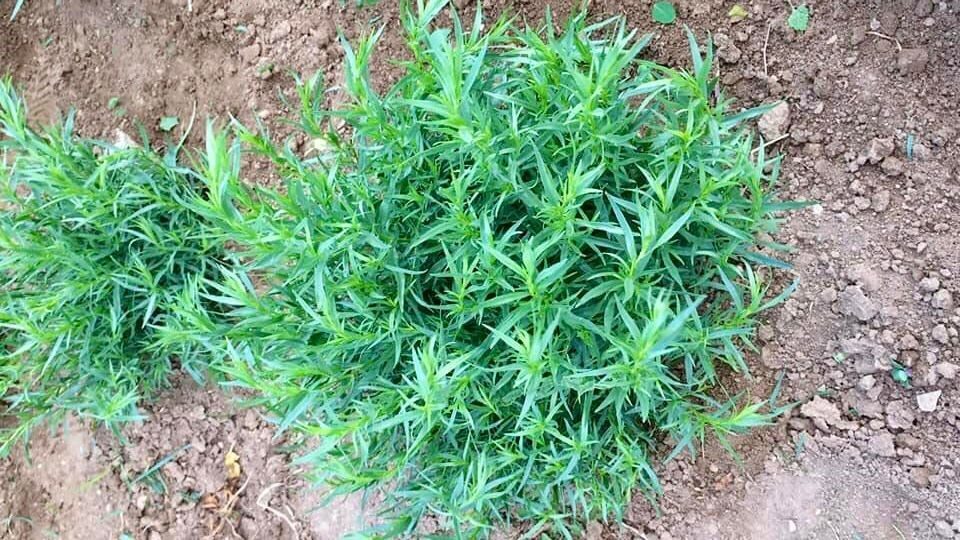 Bayburt tarhunu için yapılan coğrafi işaret tescilinin ardından Bayburt’un yöresel