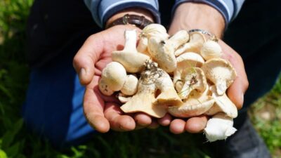 Bayburt’ta havaların ısınmasıyla birlikte köyde yaşayan vatandaşların zorlu mantar, çaşır,
