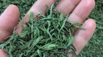 Bayburt’ta yüzde 70 devlet katkılı, sertifikalı tarhun fidesi dağıtımı yapılacak.