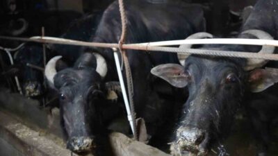 Bayburt’tan İstanbul’a kurbanlık hayvan götürecek üreticilerin hayvan sevkleri 20 Mayıs