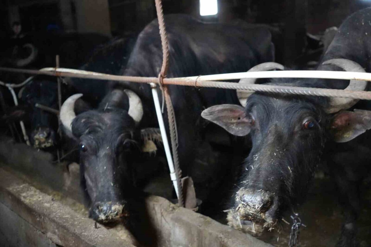 Bayburt’tan İstanbul’a kurbanlık hayvan götürecek üreticilerin hayvan sevkleri 20 Mayıs