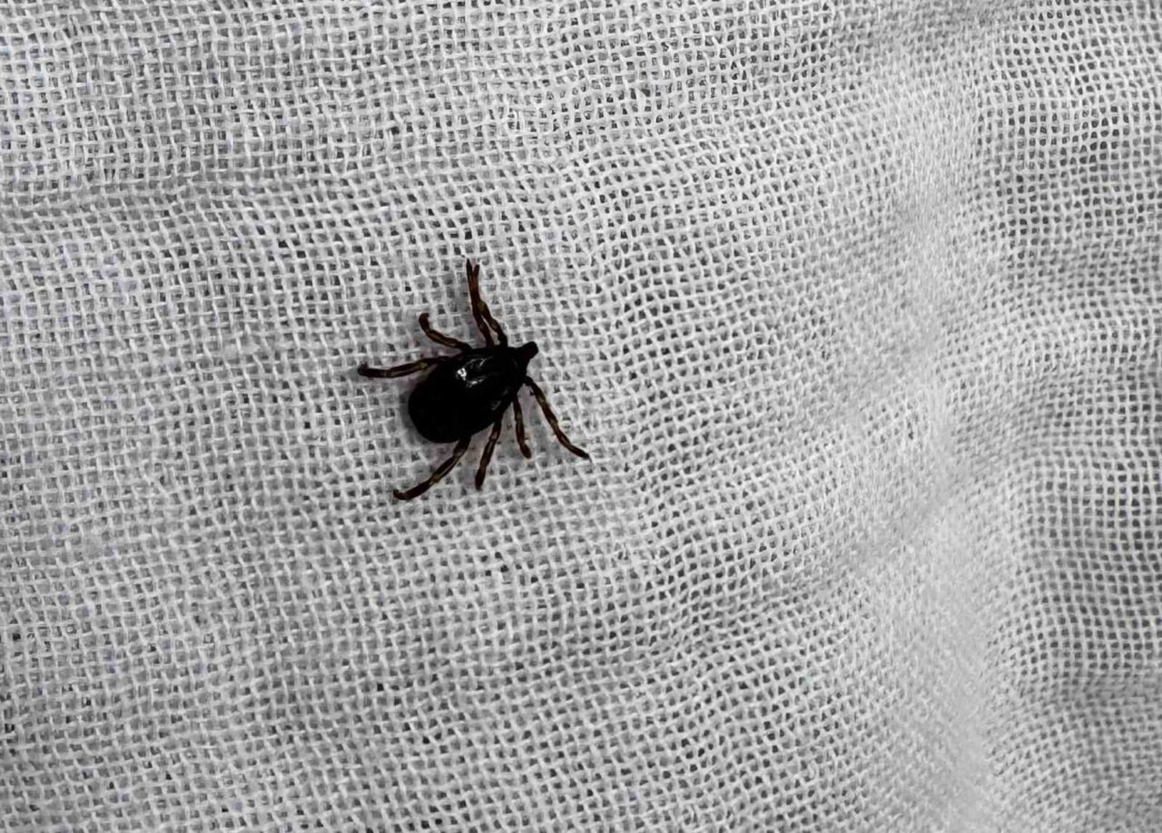 Sivas, Tokat ve Yozgat’ta yoğun olarak görülen ve bulaştığı insanı