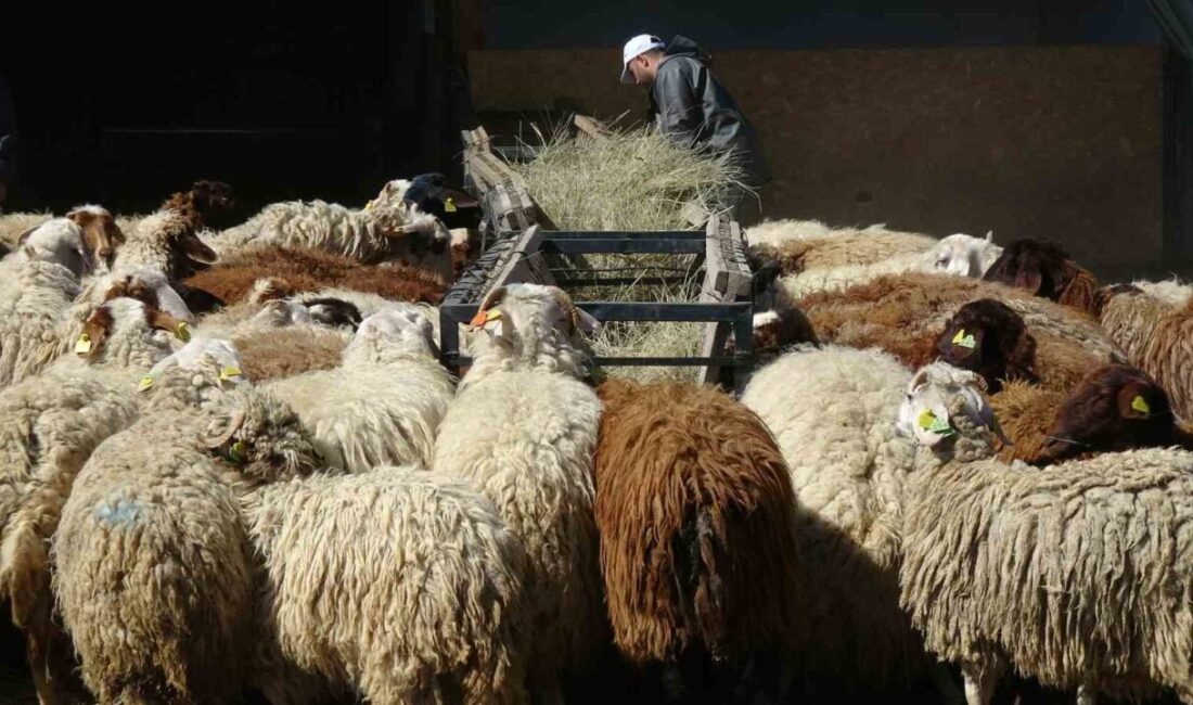 Atatürk Üniversitesi Gıda ve Hayvancılık Uygulama ve Araştırma Merkezi bünyesindeki