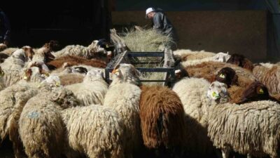 Atatürk Üniversitesi Gıda ve Hayvancılık Uygulama ve Araştırma Merkezi bünyesindeki