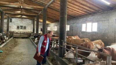 Samsun’un Çarşamba ilçesinde hayvancılık işletmelerine yönelik şap hastalığı tarama çalışması