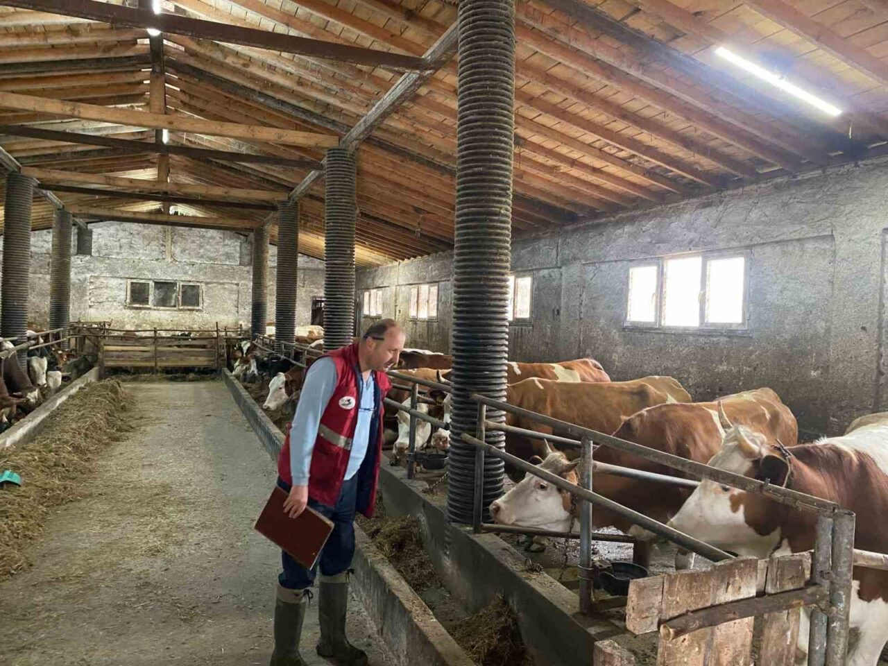 Samsun’un Çarşamba ilçesinde hayvancılık işletmelerine yönelik şap hastalığı tarama çalışması