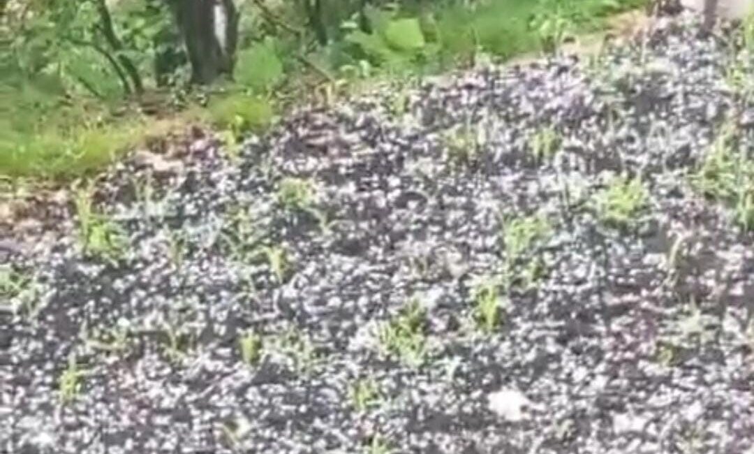 Rize’nin Pazar ilçesinde dolu yağışı üreticilerin çay bahçelerinden kaçışmasına sebep