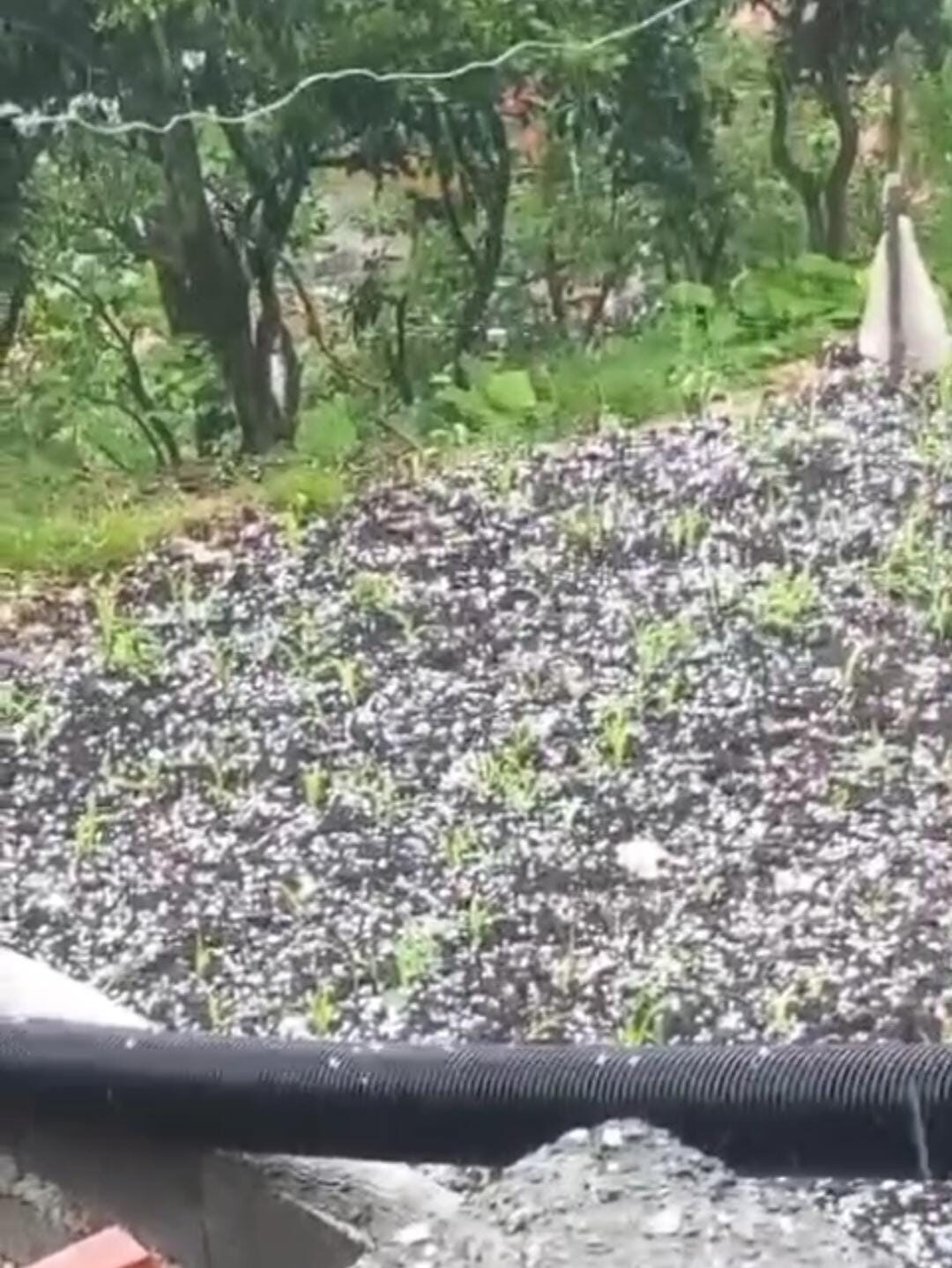 Rize’nin Pazar ilçesinde dolu yağışı üreticilerin çay bahçelerinden kaçışmasına sebep