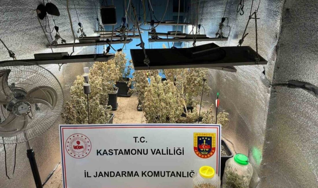 Kastamonu’da çiftlik evlerinde kenevir yetiştiren ve jandarma ekiplerinin operasyonu ile