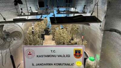 Kastamonu’da çiftlik evlerinde kenevir yetiştiren ve jandarma ekiplerinin operasyonu ile