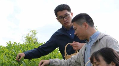 Çin’den Rize’ye gelen akademisyenler çay bahçesine girerek elleriyle çay topladı.