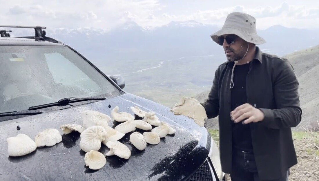 Erzincan’da 2 bin rakımın üzerinde kendiliğinden doğada yetişen “çaşır” mantarının