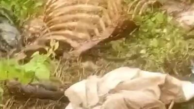 Sakarya’nın Adapazarı ilçesinde dere kenarında bulunan tek tırnaklı hayvan kemikleri