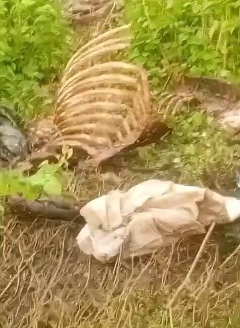 Sakarya’nın Adapazarı ilçesinde dere kenarında bulunan tek tırnaklı hayvan kemikleri