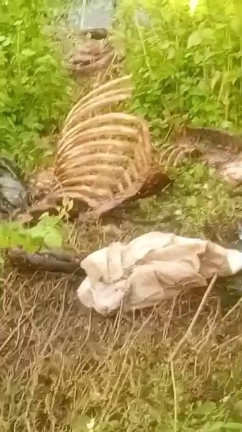 Sakarya’nın Adapazarı ilçesinde dere kenarında bulunan tek tırnaklı hayvan kemikleri