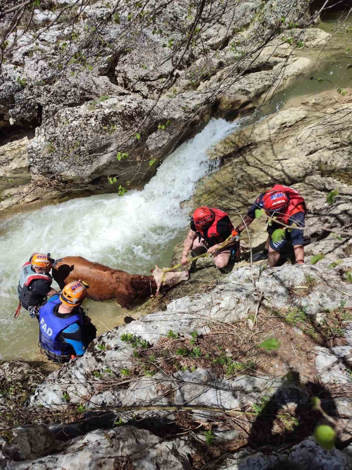 Kastamonu’nun Ağlı ilçesinde kayalıklardan dere yatağına yuvarlanan dana, AFAD ekiplerince