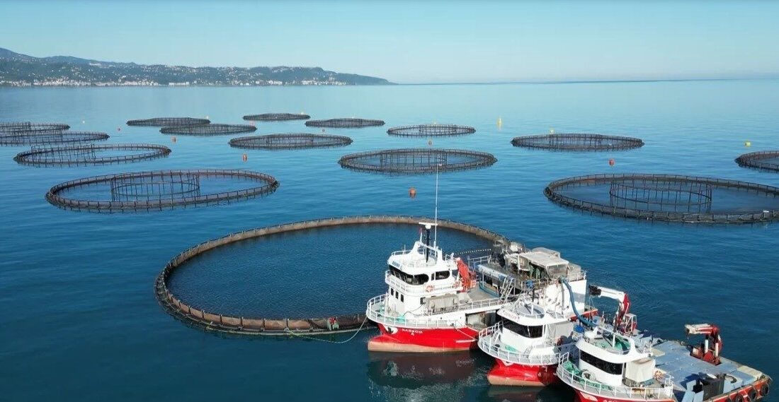 Doğu Karadeniz’de Eylül-Kasım aylarında barajlardan denize bırakılan ve yaklaşık 4