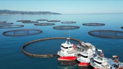 Doğu Karadeniz’de Eylül-Kasım aylarında barajlardan denize bırakılan ve yaklaşık 4