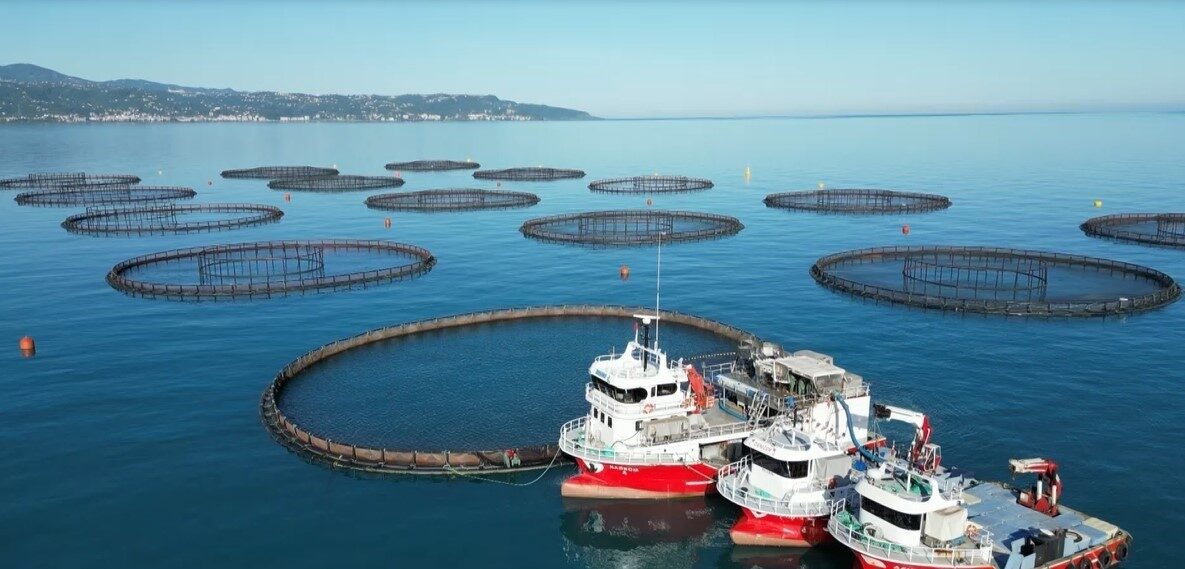 Doğu Karadeniz’de Eylül-Kasım aylarında barajlardan denize bırakılan ve yaklaşık 4