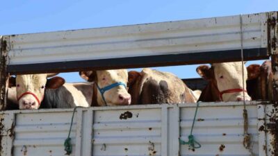 Kurban Bayramı’nın yaklaşmasıyla birlikte büyükbaş ve küçükbaş hayvan yetiştiriciliğinin önemli