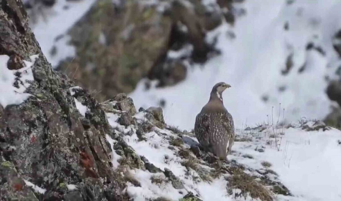 Dünyada nesli tükenmekte olan Ur kekliği Erzurum’un İspir ilçesinde görüntülendi.