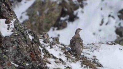 Dünyada nesli tükenmekte olan Ur kekliği Erzurum’un İspir ilçesinde görüntülendi.