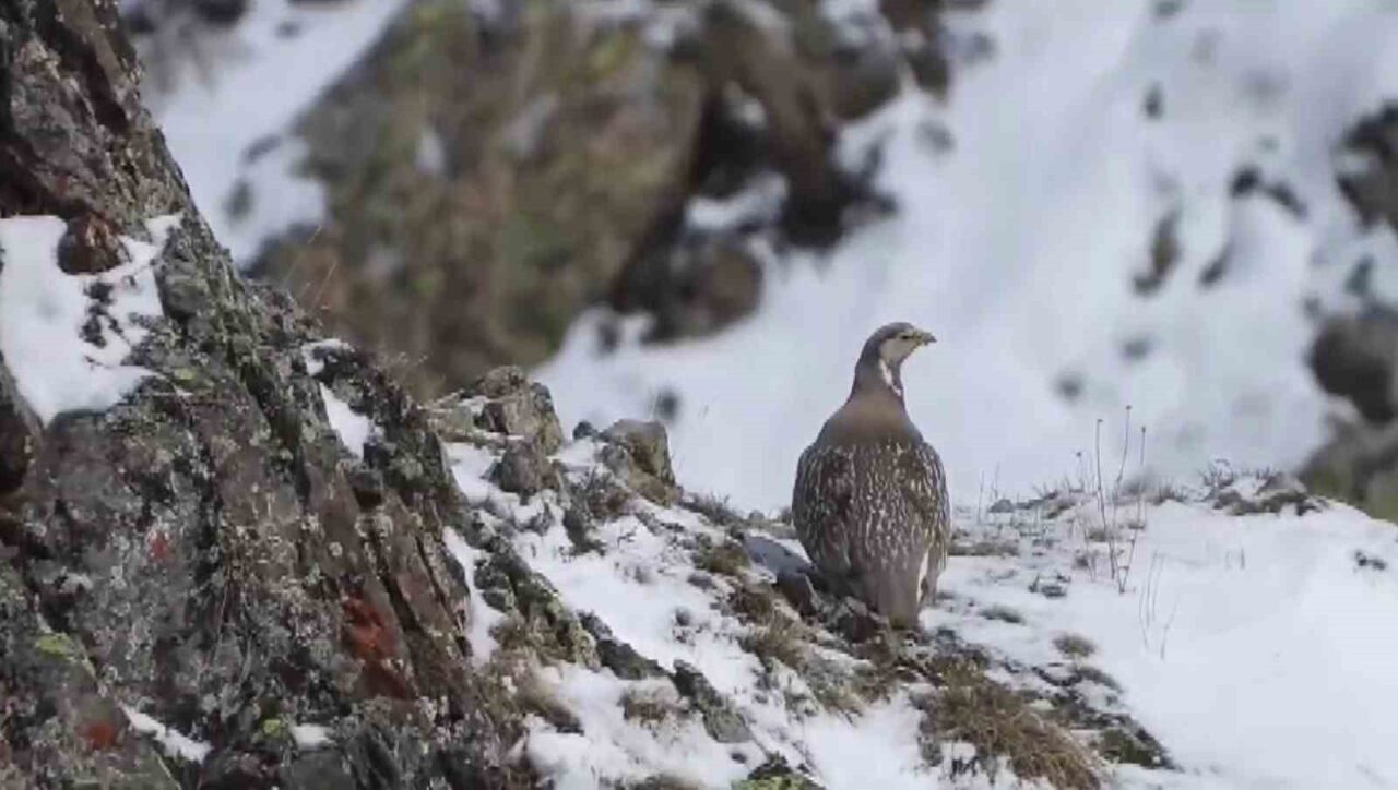 Dünyada nesli tükenmekte olan Ur kekliği Erzurum’un İspir ilçesinde görüntülendi.