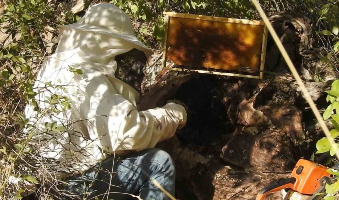 Erzincan’da kovanlardan ayrılıp kuru ağaç gövdesi ve kayalıklara yuva yapan