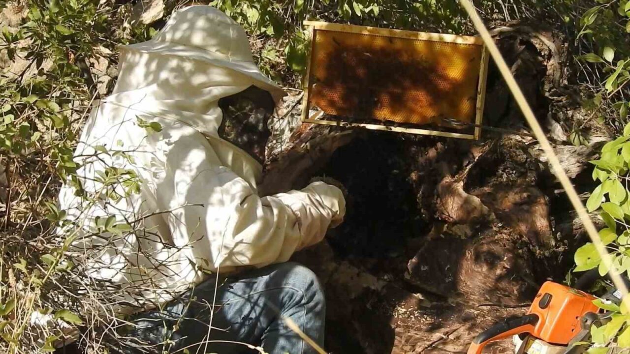 Erzincan’da kovanlardan ayrılıp kuru ağaç gövdesi ve kayalıklara yuva yapan