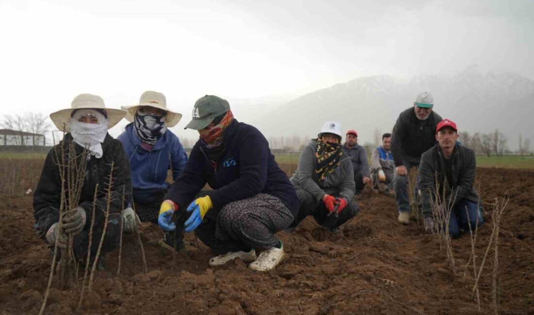 Erzincan Bahçe Kültürleri Enstitüsü’nde toprakla buluşturulan fidanlar bölgenin ihtiyacını karşılıyor.