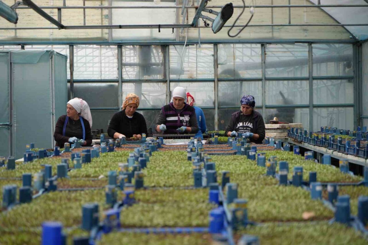 Erzincan’da 2026 yılına kadar sera varlığının bin dekarın üzerine çıkması