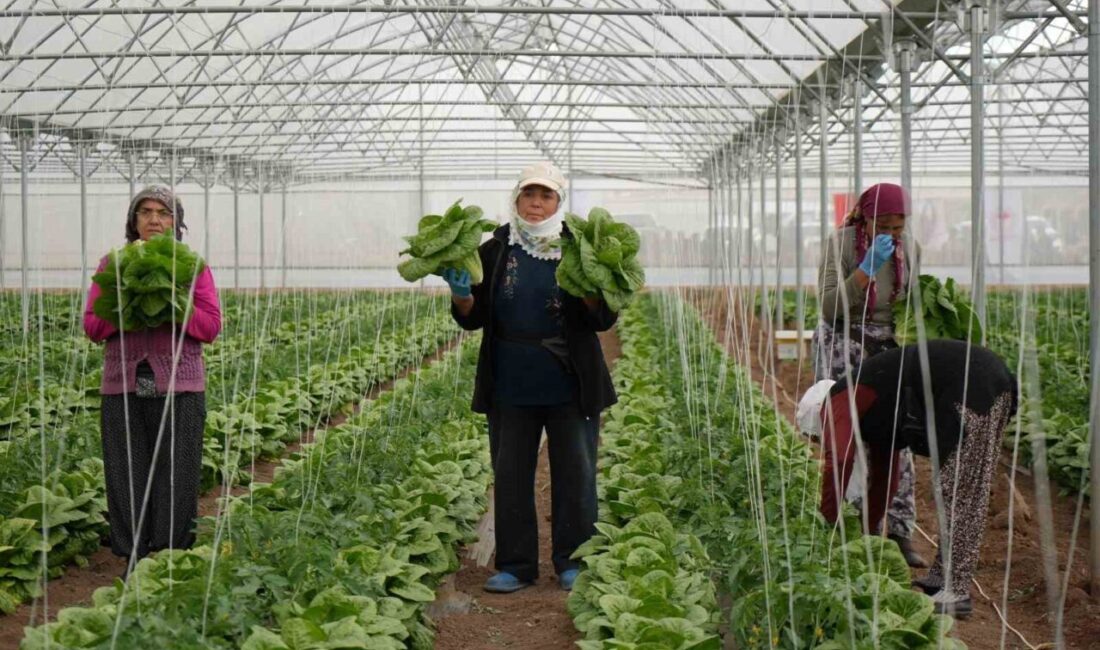 Erzincan’da merkeze bağlı Yeniköy’de faaliyet gösteren 30 dekarlık serada marul