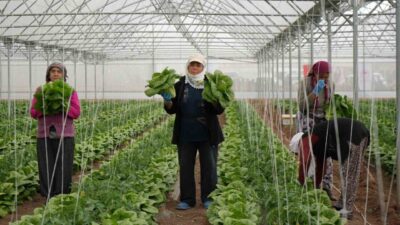 Erzincan’da merkeze bağlı Yeniköy’de faaliyet gösteren 30 dekarlık serada marul