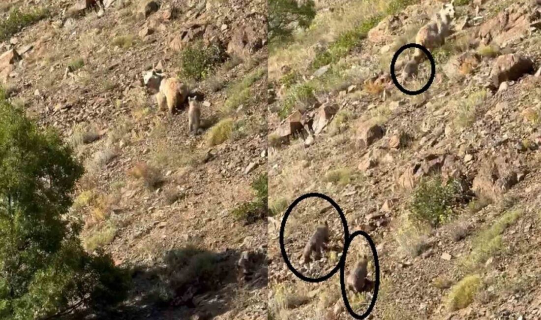 Erzincan’ın Kemaliye ilçesi kırsalında kış uykusundan uyanan anne ayı ve