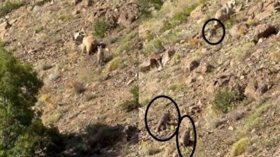 Erzincan’ın Kemaliye ilçesi kırsalında kış uykusundan uyanan anne ayı ve