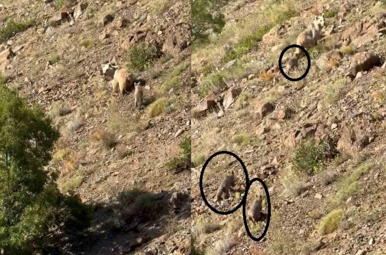 Erzincan’ın Kemaliye ilçesi kırsalında kış uykusundan uyanan anne ayı ve